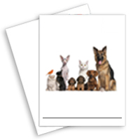 Papel Carta Pets